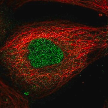 Anti-AMMECR1L antibody produced in rabbit Prestige Antibodies&#174; Powered by Atlas Antibodies, affinity isolated antibody