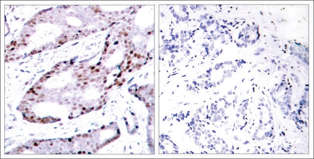 Anti-JUN (Ab-73) antibody produced in rabbit affinity isolated antibody