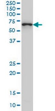 Anti-CTNNBL1 Mouse mAb (5F1) liquid, clone 5F1, Calbiochem&#174;