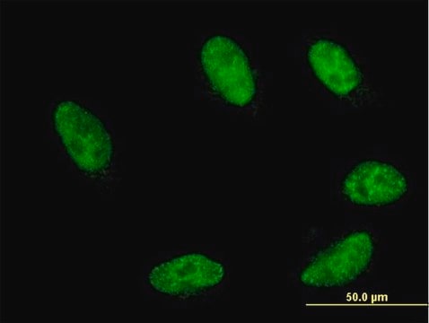 Monoclonal Anti-GBX2 antibody produced in mouse clone 2D8, purified immunoglobulin, buffered aqueous solution