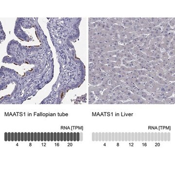 Anti-CFAP91 antibody produced in rabbit Prestige Antibodies&#174; Powered by Atlas Antibodies, affinity isolated antibody, buffered aqueous glycerol solution