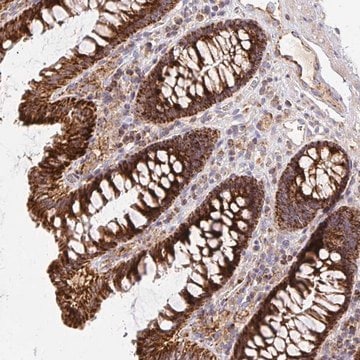 Anti-MRPL13 antibody produced in rabbit Prestige Antibodies&#174; Powered by Atlas Antibodies, affinity isolated antibody, buffered aqueous glycerol solution