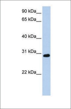 Anti-XBP1 antibody produced in rabbit affinity isolated antibody