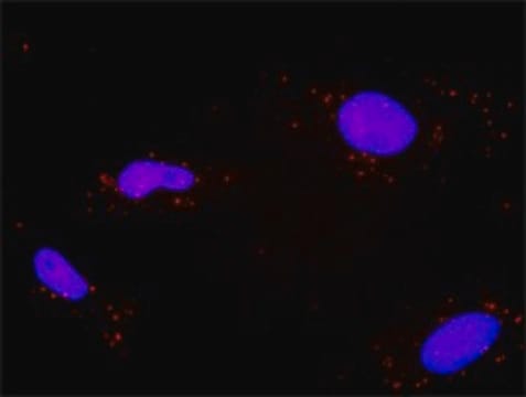 Monoclonal Anti-PPP2R1A antibody produced in mouse clone 4E6, purified immunoglobulin, buffered aqueous solution