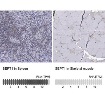 Anti-SEPT1 antibody produced in rabbit Prestige Antibodies&#174; Powered by Atlas Antibodies, affinity isolated antibody, buffered aqueous glycerol solution