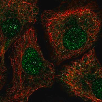 Anti-TUT1 antibody produced in rabbit Prestige Antibodies&#174; Powered by Atlas Antibodies, affinity isolated antibody