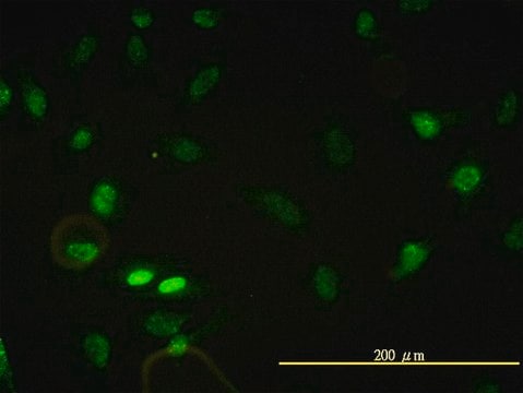 Monoclonal Anti-CBX5 antibody produced in mouse clone 1E11-3A10, purified immunoglobulin, buffered aqueous solution