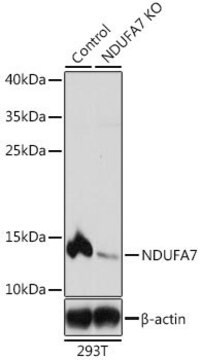 Anti-NDUFA7 antibody produced in rabbit