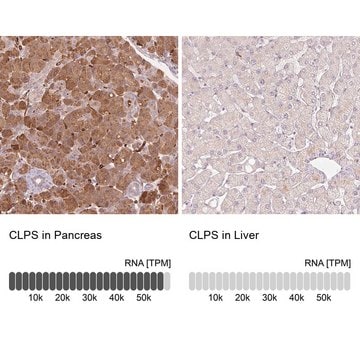 Anti-CLPS antibody produced in rabbit Prestige Antibodies&#174; Powered by Atlas Antibodies, affinity isolated antibody, buffered aqueous glycerol solution