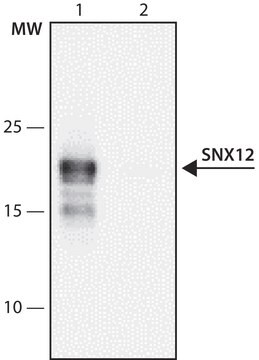 Anti-SNX12 (148-161) antibody produced in rabbit IgG fraction of antiserum