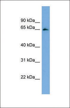 Anti-FBXL5 antibody produced in rabbit affinity isolated antibody