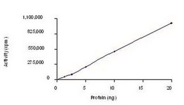 AMPK (&#945;1/&#946;1/&#947;1), His&#8226;Tag&#174;, Human, Recombinant, S. frugiperda full length enzyme consisting of subunits A1, B1, and G1