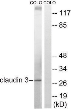 Anti-Claudin 3 antibody produced in rabbit affinity isolated antibody