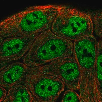 Anti-TNIP1 antibody produced in rabbit Prestige Antibodies&#174; Powered by Atlas Antibodies, affinity isolated antibody