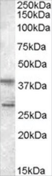 Anti-SCAP2/PRAP antibody produced in goat affinity isolated antibody, buffered aqueous solution