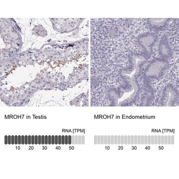 Anti-MROH7 Prestige Antibodies&#174; Powered by Atlas Antibodies, affinity isolated antibody