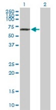 Anti-NUP85 antibody produced in mouse purified immunoglobulin, buffered aqueous solution