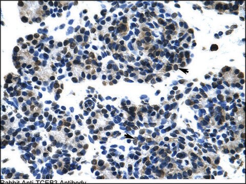 Anti-TCEB3 antibody produced in rabbit IgG fraction of antiserum