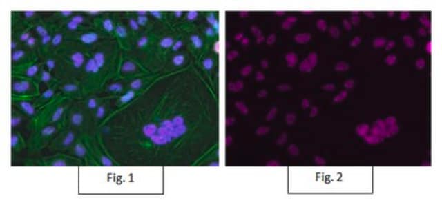 Anti-RNA polymerase II Antibody, clone CTD4H8, Alexa Fluor&#8482; 647 Conjugate clone CTD4H8, from mouse, ALEXA FLUOR&#8482; 647