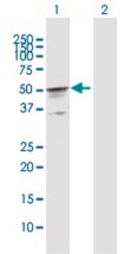 Anti-CKMT2 antibody produced in rabbit purified immunoglobulin, buffered aqueous solution