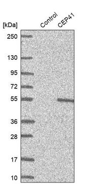 Anti-CEP41 antibody produced in rabbit Prestige Antibodies&#174; Powered by Atlas Antibodies, affinity isolated antibody, buffered aqueous glycerol solution