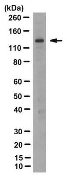 Anti-Apaf-1 Antibody, clone 2E12 clone 2E12, from rat