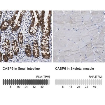 Anti-CASP6 antibody produced in rabbit Prestige Antibodies&#174; Powered by Atlas Antibodies, affinity isolated antibody, buffered aqueous glycerol solution