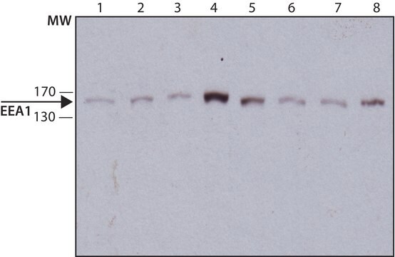 Monoclonal Anti-EEA1 antibody produced in mouse ~1.0&#160;mg/mL, clone EEA1-C33, purified immunoglobulin, buffered aqueous solution