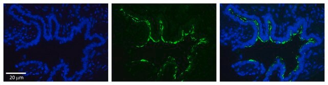 Anti-RAB1A antibody produced in rabbit affinity isolated antibody