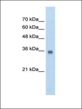 Anti-SOX2 antibody produced in rabbit IgG fraction of antiserum