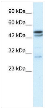 Anti-CHRNA3 antibody produced in rabbit affinity isolated antibody