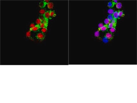 Anti-NeuroD 6 Antibody Chemicon&#174;, from rabbit