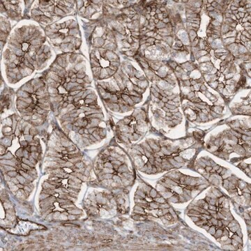 Anti-SLC9A2 antibody produced in rabbit Prestige Antibodies&#174; Powered by Atlas Antibodies, affinity isolated antibody, buffered aqueous glycerol solution