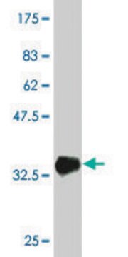 Monoclonal Anti-ABCA10 antibody produced in mouse clone 8F4, purified immunoglobulin, buffered aqueous solution