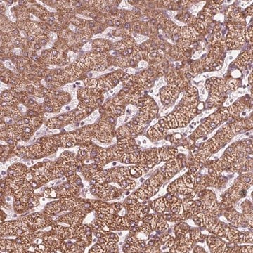 Anti-DCAF4L2 antibody produced in rabbit Prestige Antibodies&#174; Powered by Atlas Antibodies, affinity isolated antibody, buffered aqueous glycerol solution