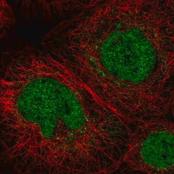 Anti-C11orf63 antibody produced in rabbit Prestige Antibodies&#174; Powered by Atlas Antibodies, affinity isolated antibody