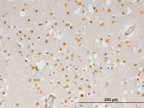 Monoclonal Anti-ZIC4 antibody produced in mouse clone 2B9, purified immunoglobulin, buffered aqueous solution