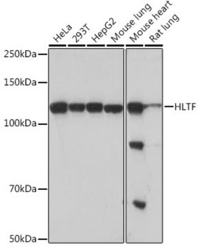 Anti-HLTF Antibody, clone 8T0I2, Rabbit Monoclonal