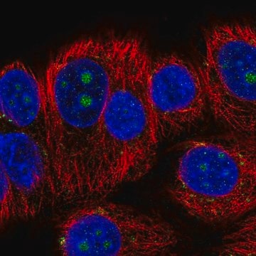 Anti-BMP7 antibody produced in rabbit Prestige Antibodies&#174; Powered by Atlas Antibodies, affinity isolated antibody