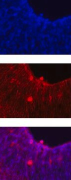 Anticorps anti-Notch&nbsp;1, clone&nbsp;mN1A clone mN1A, Chemicon&#174;, from mouse