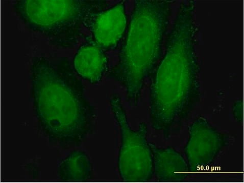 Monoclonal Anti-RAB3A antibody produced in mouse clone 4H7, purified immunoglobulin, buffered aqueous solution