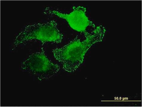 Monoclonal Anti-UNC5CL antibody produced in mouse clone 3G7, purified immunoglobulin, buffered aqueous solution