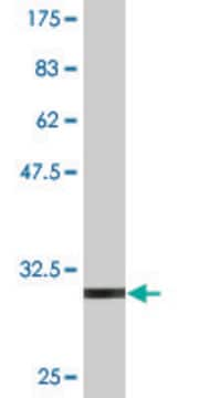 Monoclonal Anti-IL11 antibody produced in mouse clone 1F1, purified immunoglobulin, buffered aqueous solution