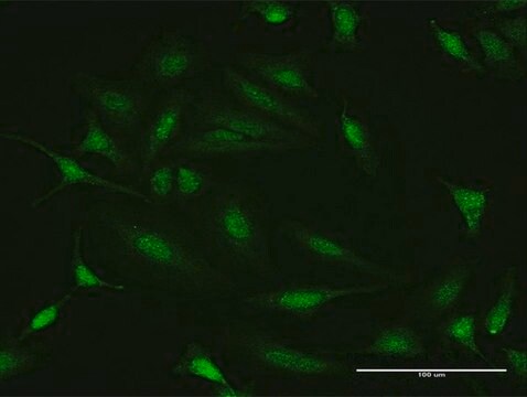 Anti-PTTG2 antibody produced in rabbit purified immunoglobulin, buffered aqueous solution