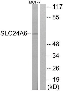 Anti-SLC24A6, C-Terminal antibody produced in rabbit affinity isolated antibody