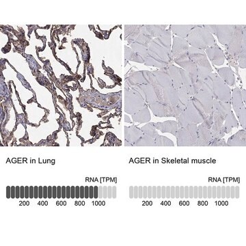 Anti-AGER antibody produced in rabbit Prestige Antibodies&#174; Powered by Atlas Antibodies, affinity isolated antibody, buffered aqueous glycerol solution