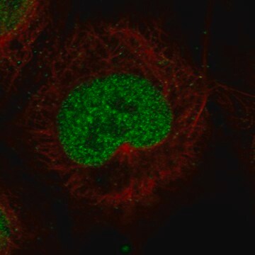 Monoclonal Anti-Msh2 Antibody Produced In Mouse Prestige Antibodies&#174; Powered by Atlas Antibodies, clone CL13764, affinity isolated antibody, buffered aqueous glycerol solution