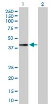 Anti-MTFR1 antibody produced in mouse purified immunoglobulin, buffered aqueous solution