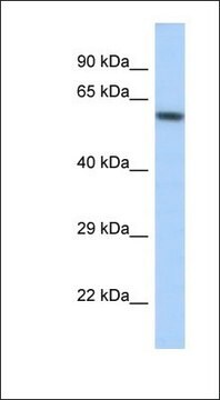 Anti-KCNJ3 antibody produced in rabbit affinity isolated antibody