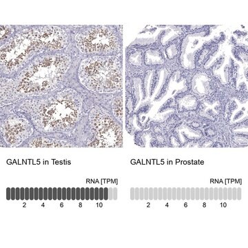 Anti-GALNTL5 antibody produced in rabbit Prestige Antibodies&#174; Powered by Atlas Antibodies, affinity isolated antibody, buffered aqueous glycerol solution